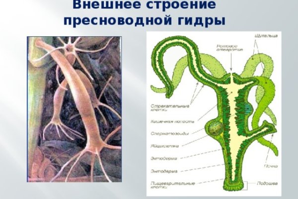 Кракен точка